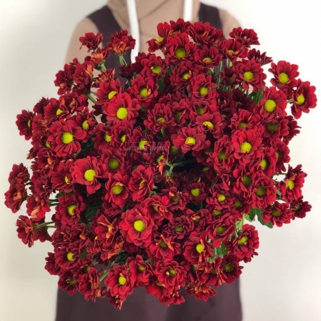 Хризантема кустовая &laquo;Бакарди Бордо&raquo;