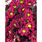 Хризантема кустовая &laquo;Бакарди Бордо&raquo;