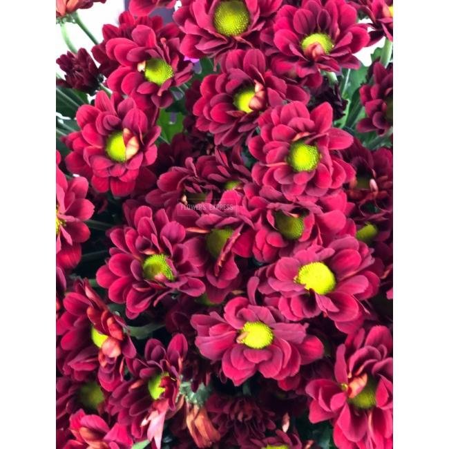 Хризантема кустовая &laquo;Бакарди Бордо&raquo;