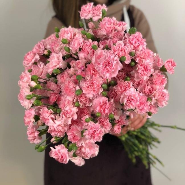 Гвоздика (Диантус) кустовая &laquo;Розовая&raquo;