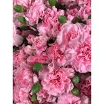 Гвоздика (Диантус) кустовая &laquo;Розовая&raquo;