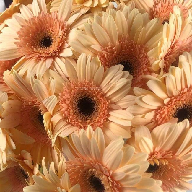 Гербера Кремовая