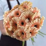 Гербера Кремовая