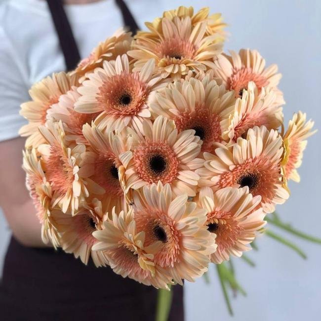 Гербера Кремовая