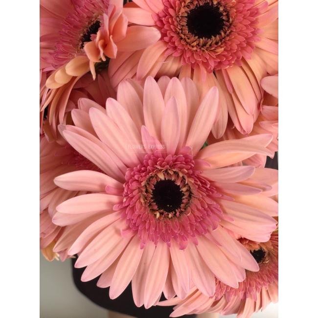 Гербера Розовая