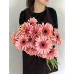 Гербера Розовая