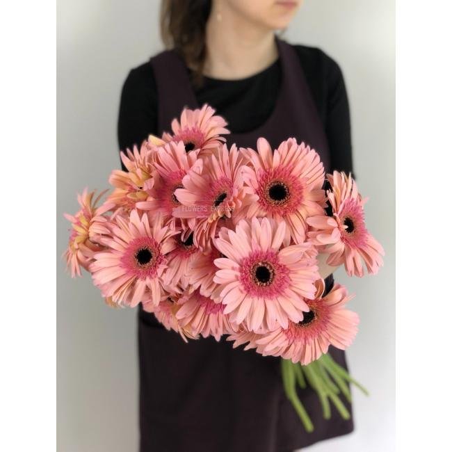 Гербера Розовая