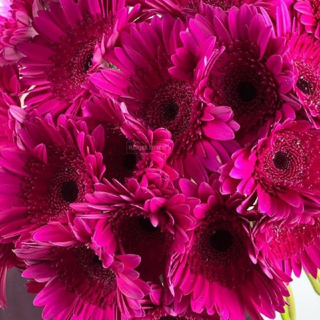 Гербера Фиолетовая