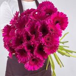 Гербера Фиолетовая