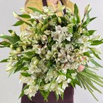 Альстромерия Белая