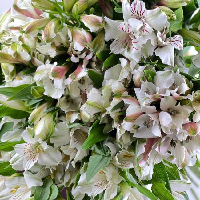 Альстромерия Белая