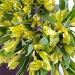 Альстромерия Жёлтая