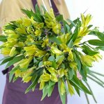 Альстромерия Жёлтая