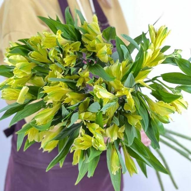 Альстромерия Жёлтая