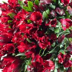 Альстромерия Красная