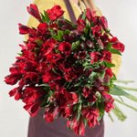 Альстромерия Красная