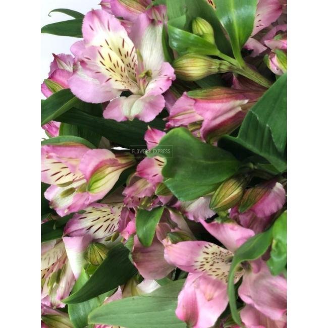 Альстромерия Розовая