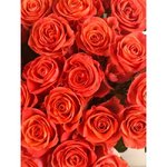 Роза сорта &laquo;Вау&raquo; (Wow)