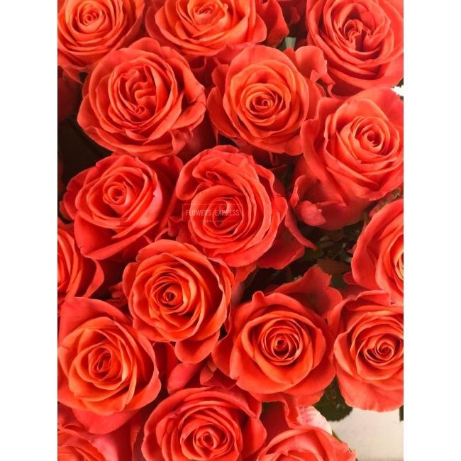 Роза сорта &laquo;Вау&raquo; (Wow)