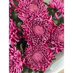 Букет из хризантем &laquo;Ницца&raquo;