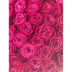 51 Малиновая роза