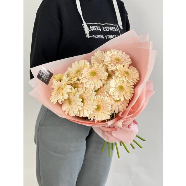 15 Кремовых гербер