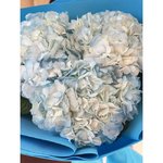 3 Голубых гортензии