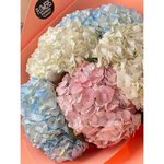 5 Гортензий микс