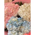 3 Гортензии микс