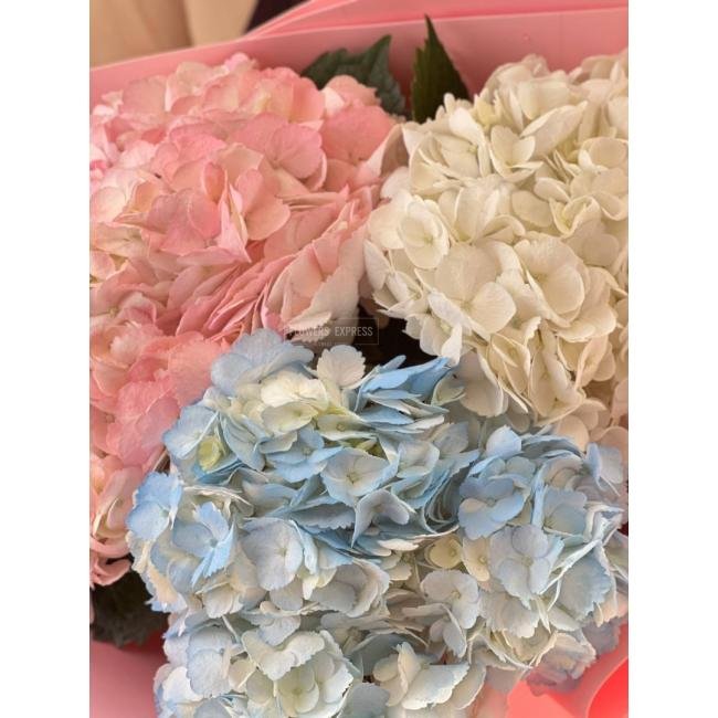 3 Гортензии микс