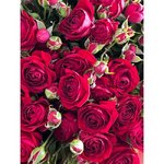 Букет из кустовых роз &laquo;Рандеву&raquo;