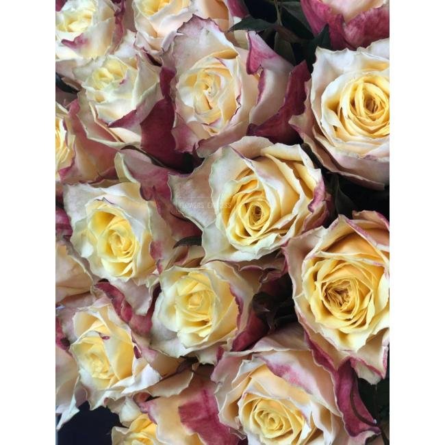 Роза сорта &laquo;999&raquo;