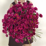 Хризантема кустовая &laquo;Эскудо&raquo;