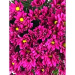 Хризантема кустовая &laquo;Эскудо&raquo;