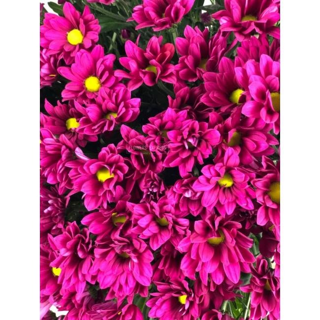 Хризантема кустовая &laquo;Эскудо&raquo;