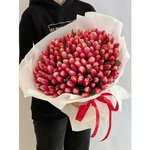 151 Бело-розовый тюльпан