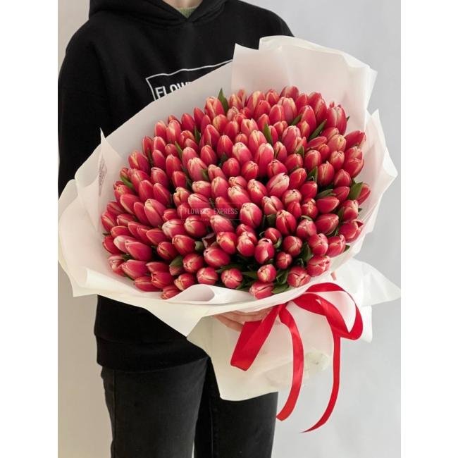 151 Бело-розовый тюльпан