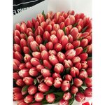 151 Бело-розовый тюльпан