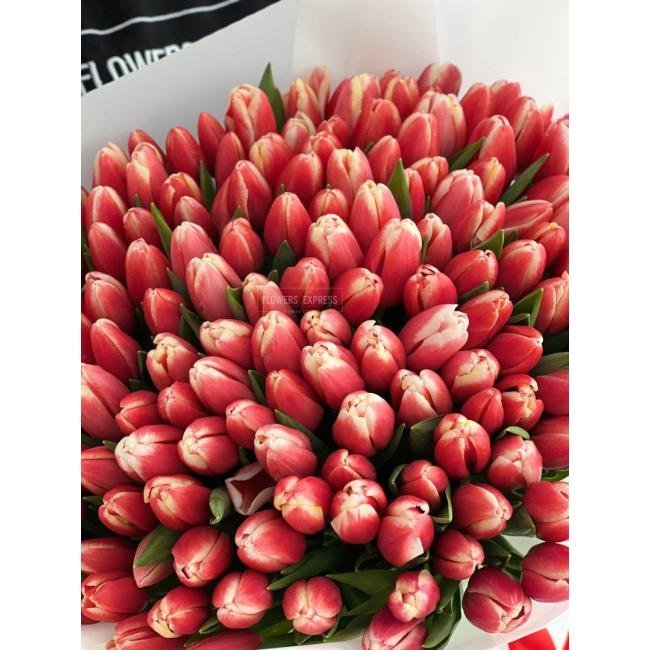 151 Бело-розовый тюльпан