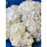 5 Белых гортензий