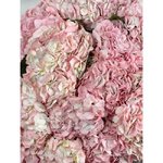 15 Розовых гортензий