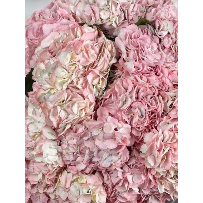 15 Розовых гортензий