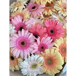 Микс из 35 гербер