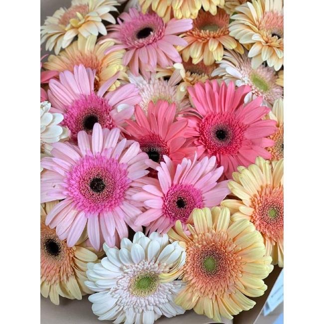 Микс из 35 гербер