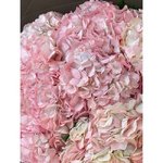 9 Розовых гортензий