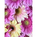 Микс из 15 гербер