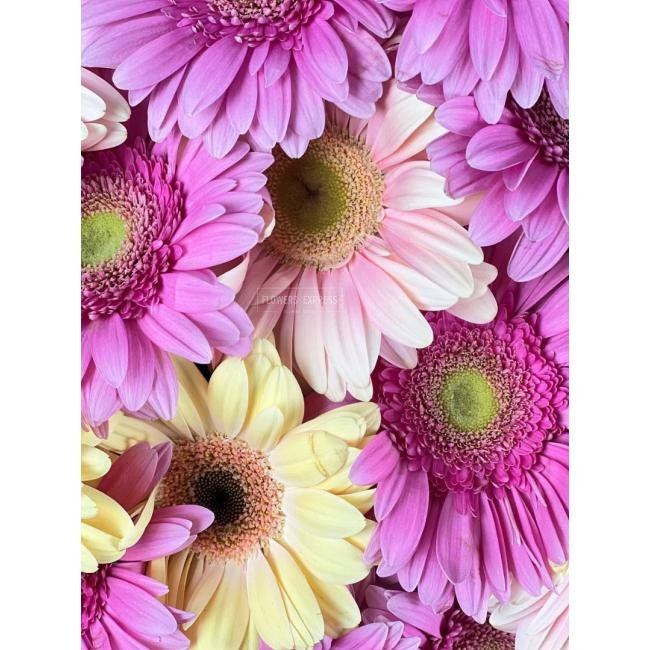 Микс из 15 гербер