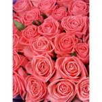 35 Розовых роз