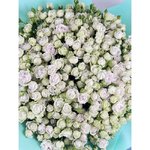 51 Белая кустовая роза