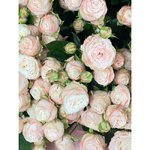 Букет из кустовых роз &laquo;Кружево&raquo;